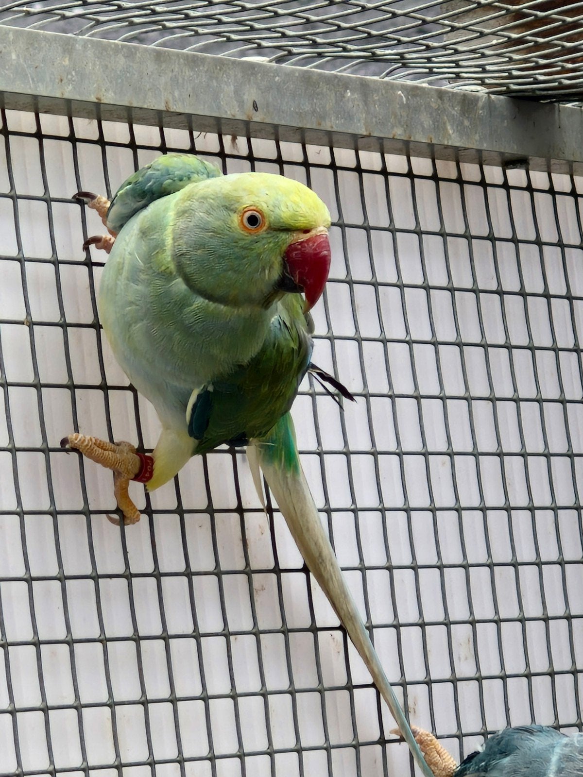 Halsband parkieten kweek 24-25 en 26  ook in Aqau, Dieren en Toebehoren, Meerdere dieren, Parkiet, Geringd
