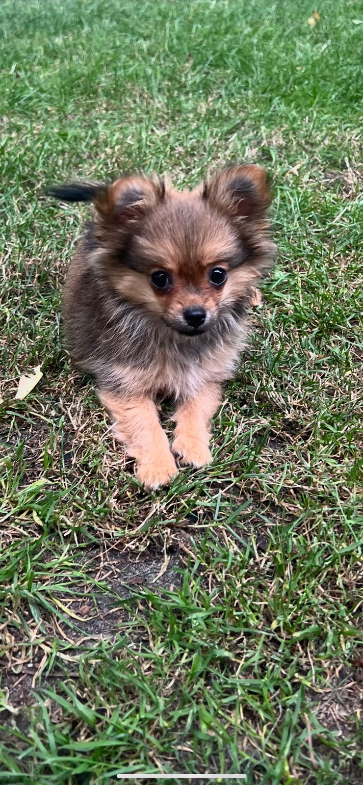 Chihuahua mix pomeriaan( 4maanden 1,3 kilo en pomeriaan 1,4j, Reu, 8 tot 15 weken, Parvo, Eén hond