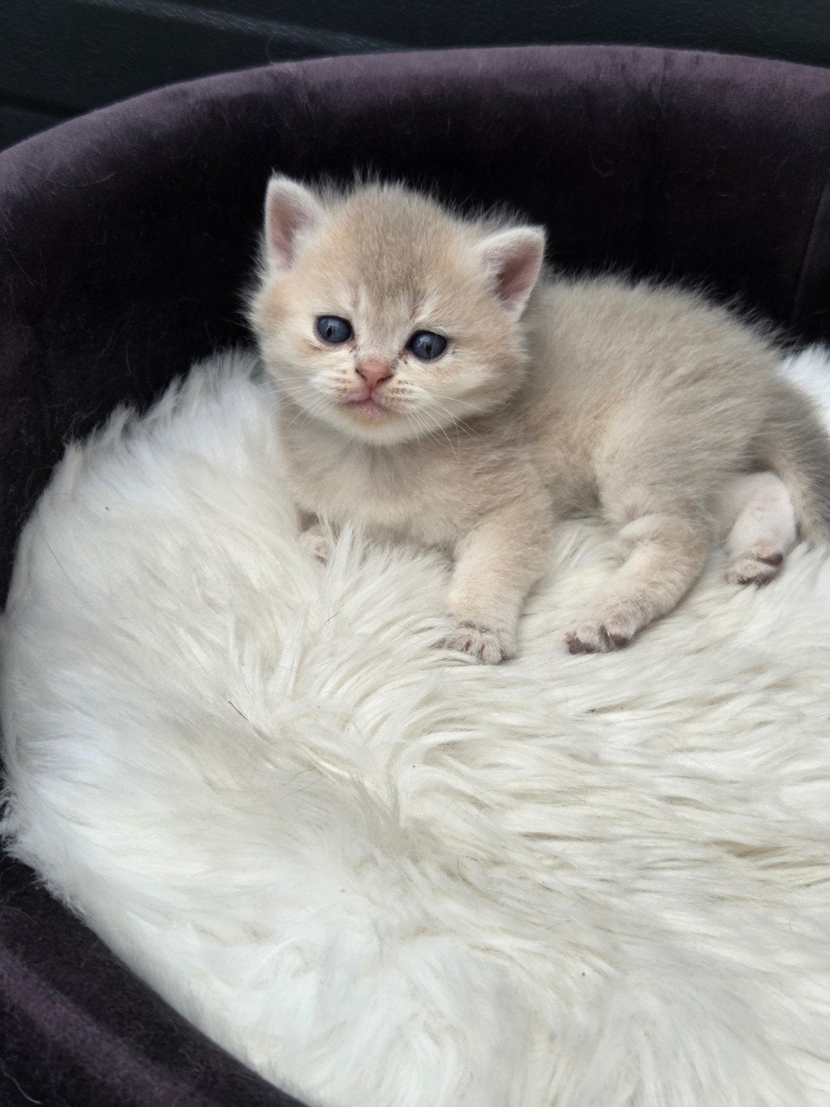 Britse korthaar kitten POES, Meerdere dieren, Ontwormd, 0 tot 2 jaar