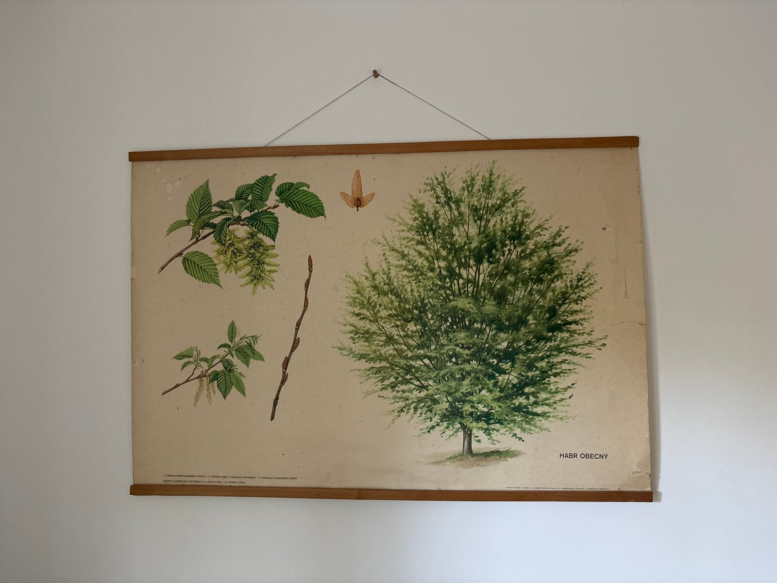 Vintage Botanische Schoolplaat - Haagbeuk (Habr Obecný), Antiek en Kunst, Antiek | Schoolplaten, Ophalen, Natuur en Biologie