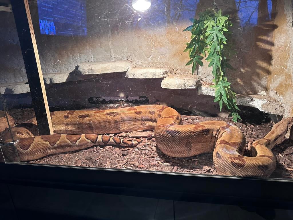 Boa constrictor vrouw, Dieren en Toebehoren, Ophalen, Zo goed als nieuw