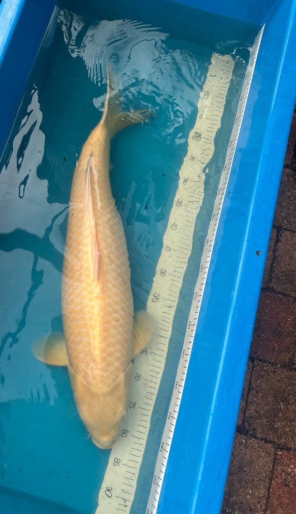 Super Tamme Jumbo KONISHI karashigoi Wagoi , Rode ogen!, Dieren en Toebehoren, Karper of Koi
