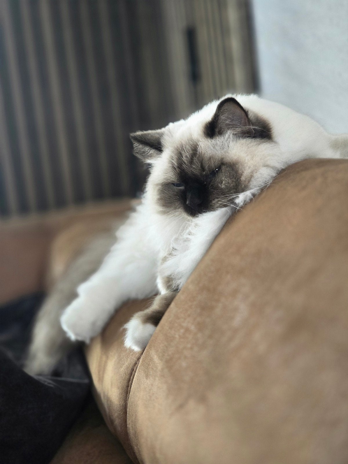Ragdoll Poes, Dieren en Toebehoren, Poes, Langharig