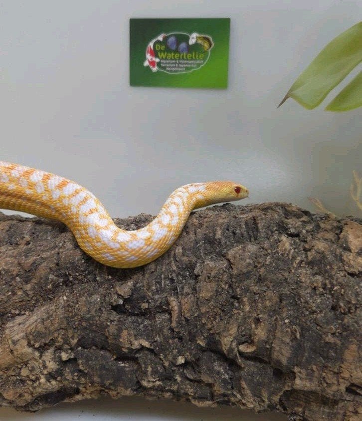 Stierslang Albino