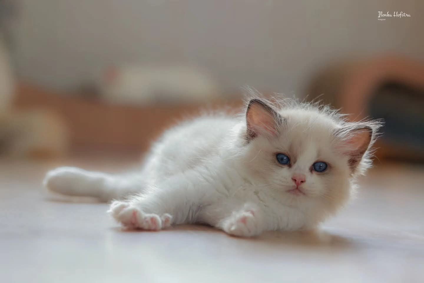 Lieve Ragdoll kittens met stamboom, Meerdere dieren, Met stamboom, 0 tot 2 jaar