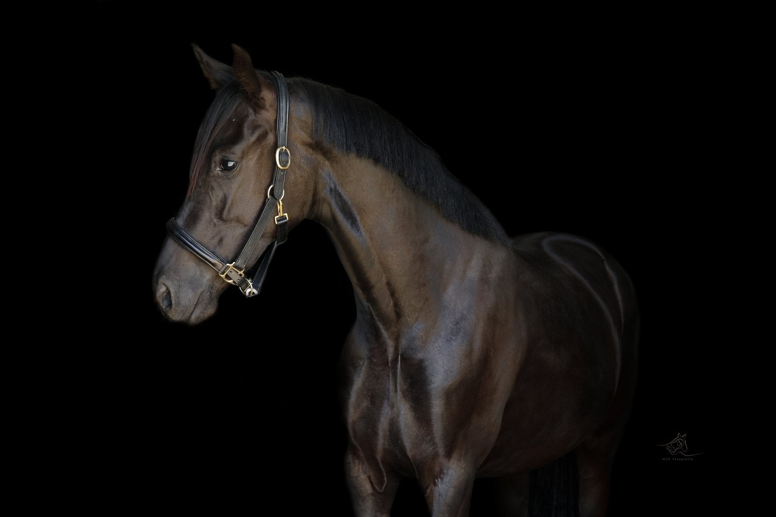 4.jarige merrie. Halfzus van Internationaal GP paard, Dieren en Toebehoren, Merrie, Dressuurpaard, 3 tot 6 jaar, 160 tot 165 cm