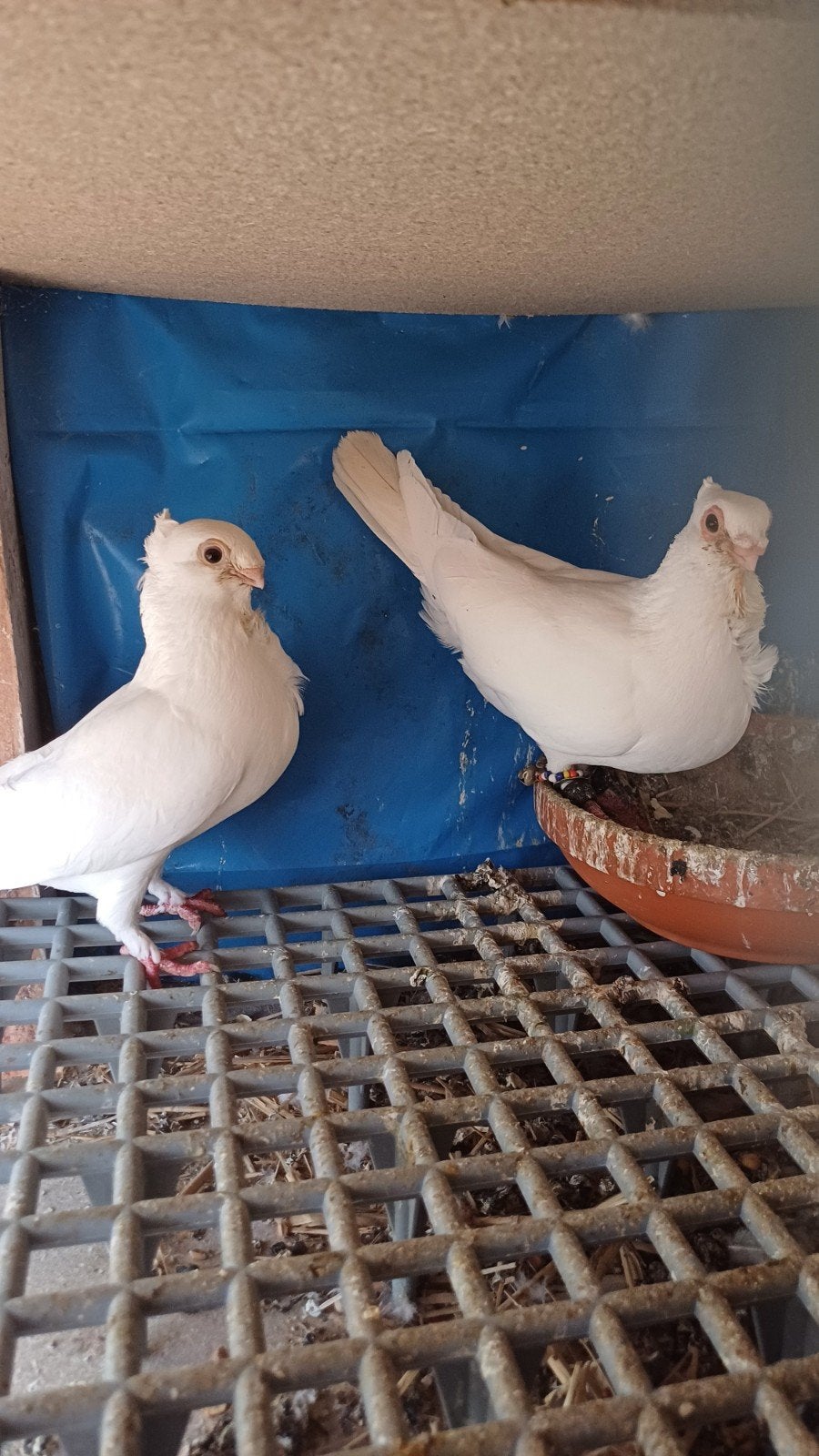 Syrishe duiven, Meerdere dieren, Overige soorten