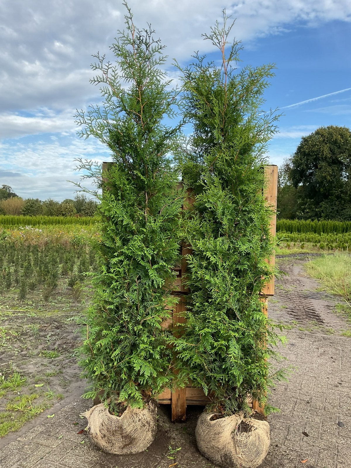 Mooie volle haagconiferen thuja Brabant van 125 tot 250 cm, Ophalen, Conifeer, 100 tot 250 cm