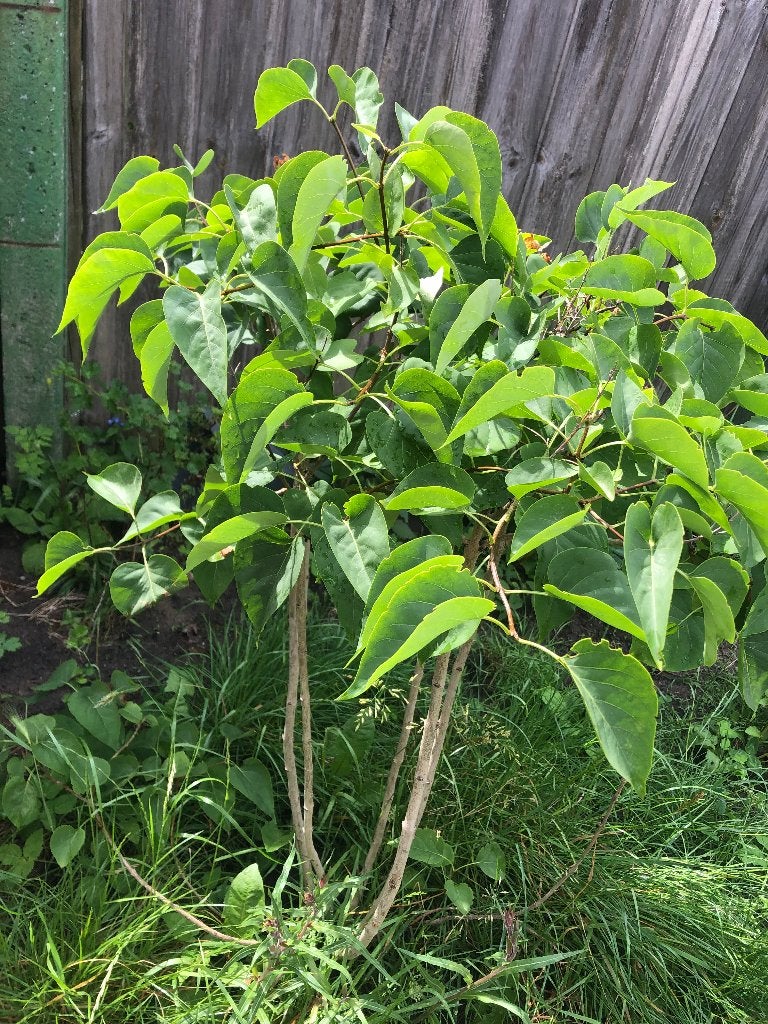 Paarse sering, Vaste plant, Halfschaduw, Lente, Ophalen