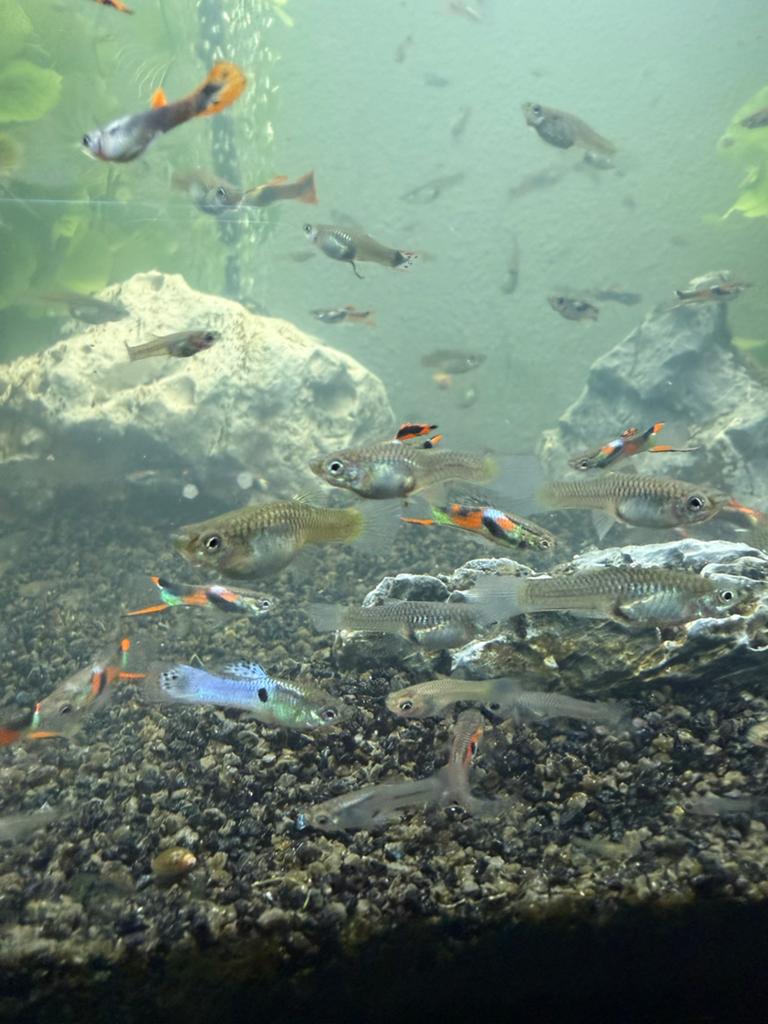 Guppen gemixt. Bieden, Dieren en Toebehoren, Vis, Zoetwatervis, Schoolvis
