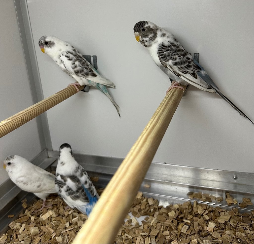 Bonte split blackface parkieten koppels, Dieren en Toebehoren, Vogels | Parkieten en Papegaaien, Meerdere dieren, Parkiet