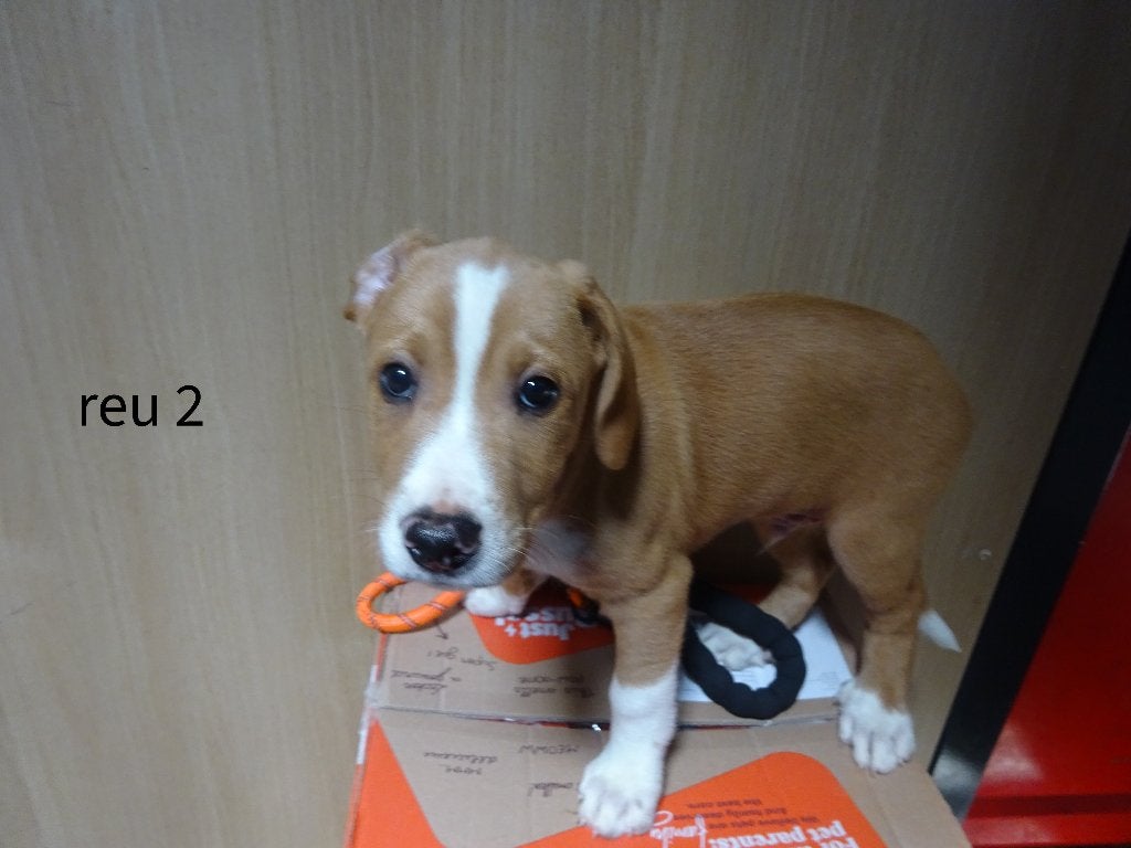 labradoodle/mix /  Amerikaanse Stafford :Pups, Dieren en Toebehoren, Parvo, 8 tot 15 weken, Meerdere, Meerdere dieren