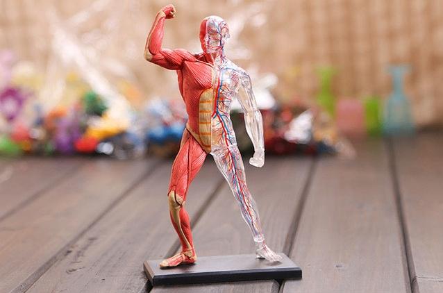 Mannelijk Menselijk Lichaam Transparant Anatomie Model, Verzenden, Nieuw