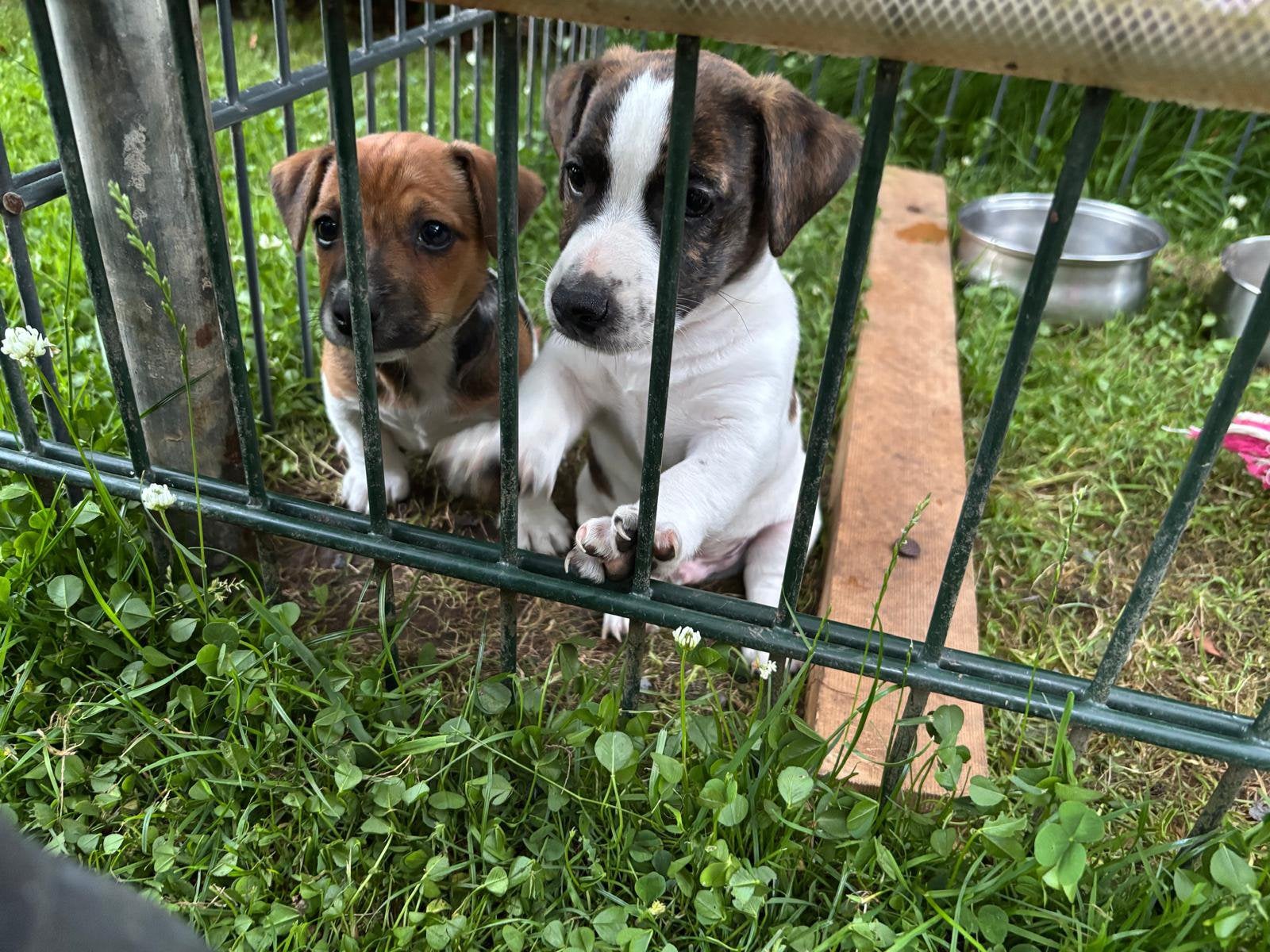 Nog 2 super mooie Jack Russell pups, Jack Russell Terriër, 8 tot 15 weken, Parvo, Meerdere