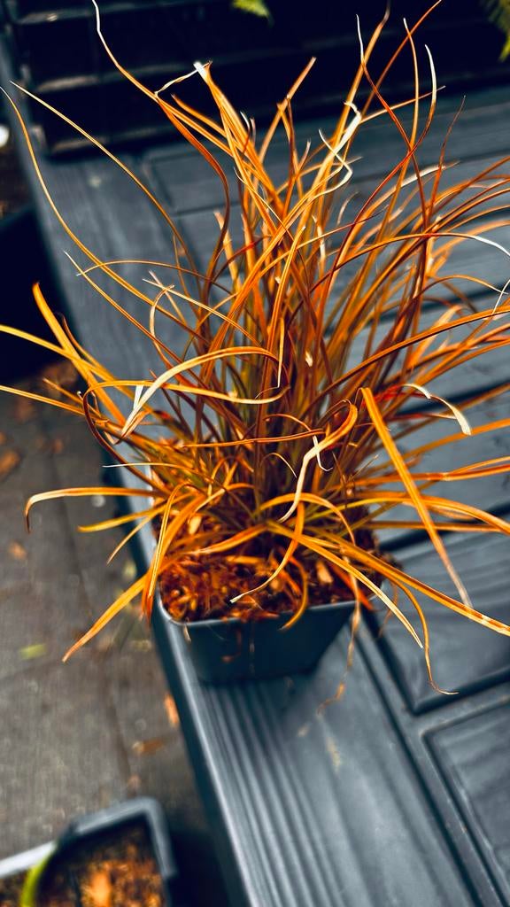 Carex testacea prairie fire, Ophalen, Volle zon, Vaste plant, Siergrassen