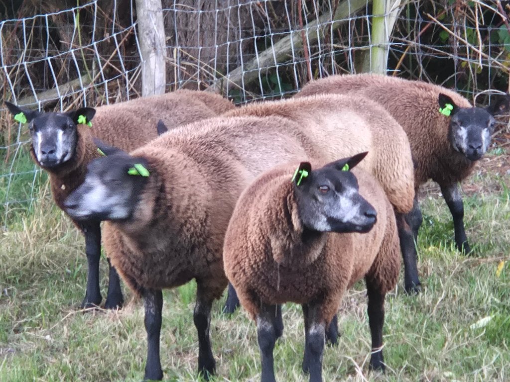 blauwe texelaar ram en ooilammeren, Dieren en Toebehoren, Schapen, Geiten en Varkens, Meerdere dieren, Schaap, 0 tot 2 jaar