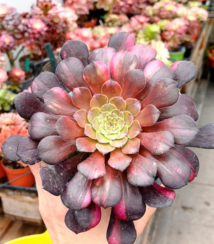 Aeonium garnet rainbow, Ophalen of Verzenden, Halfschaduw, Minder dan 100 cm