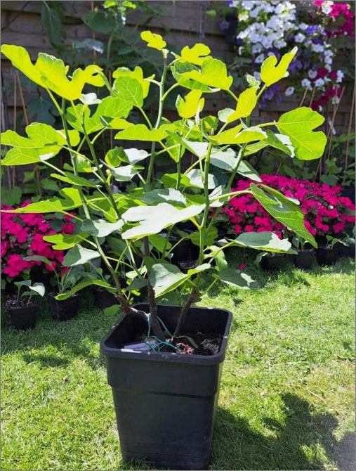 (1) Ficus Carica Normandie (Vijgenboom) - 11 liter pot, Overige soorten, 100 tot 250 cm, Zomer, Ophalen