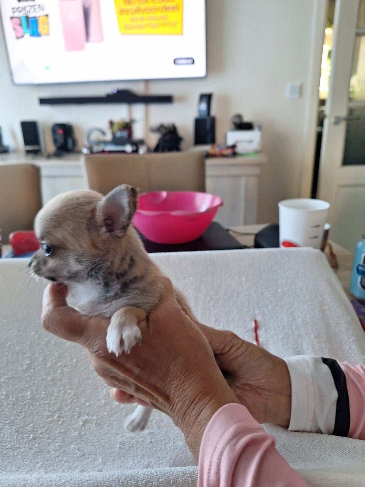 chihuahua puppy's langharig, Dieren en Toebehoren, Honden | Chihuahua's en Gezelschapshonden, België, Particulier, 8 tot 15 weken