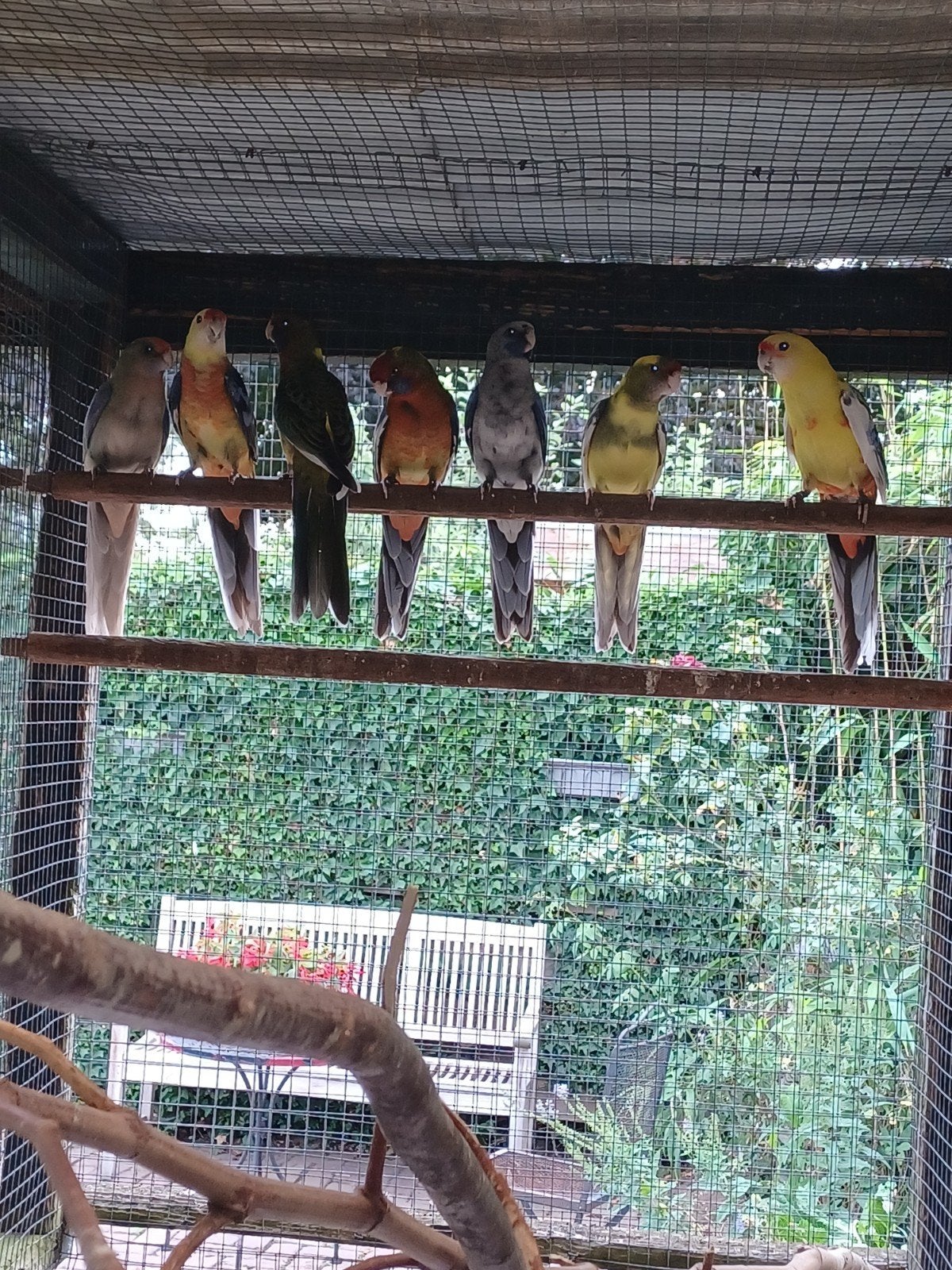 pennant rosella mutaties in diverse kleuren, Dieren en Toebehoren, Meerdere dieren, Parkiet
