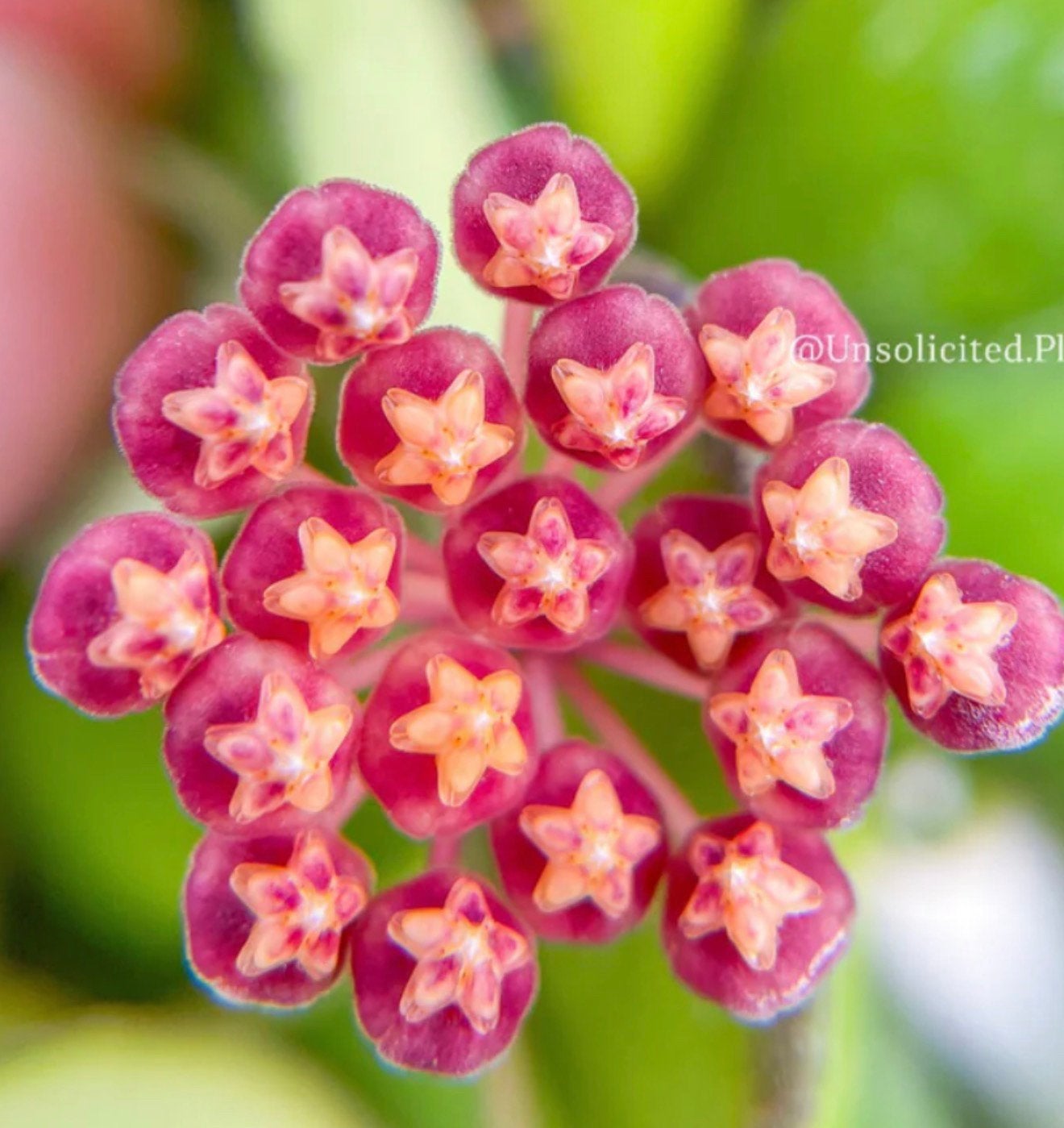 Hoya bilobata  - Hangplant, Huis en Inrichting, Kamerplanten, Ophalen, Overige soorten, Halfschaduw, In pot