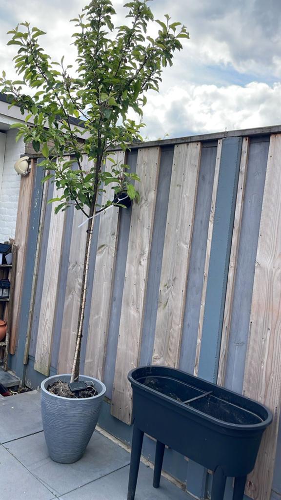 Appelboom Elstar - Jonge boom in pot, Tuin en Terras, Planten | Fruitbomen, Lente, Verzenden, Volle zon, In pot