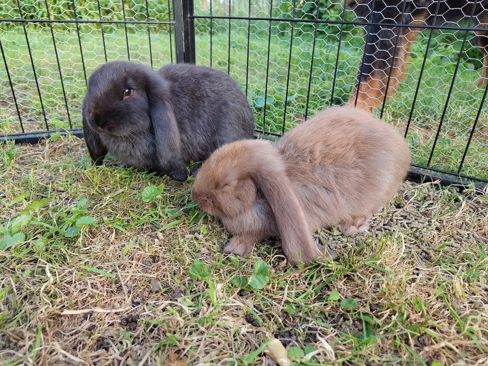 Jonge Franse hangoren!, Dieren en Toebehoren, Mannelijk, Groot