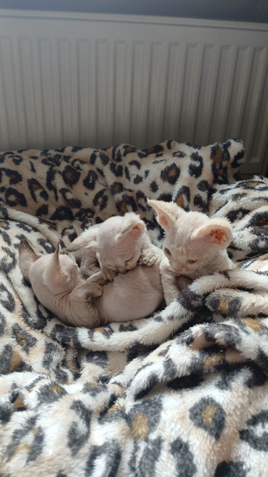 Devon Rex 3 Poesen ~ Reservering mogelijk! 🏠17 juli, Meerdere dieren, Gechipt, 0 tot 2 jaar