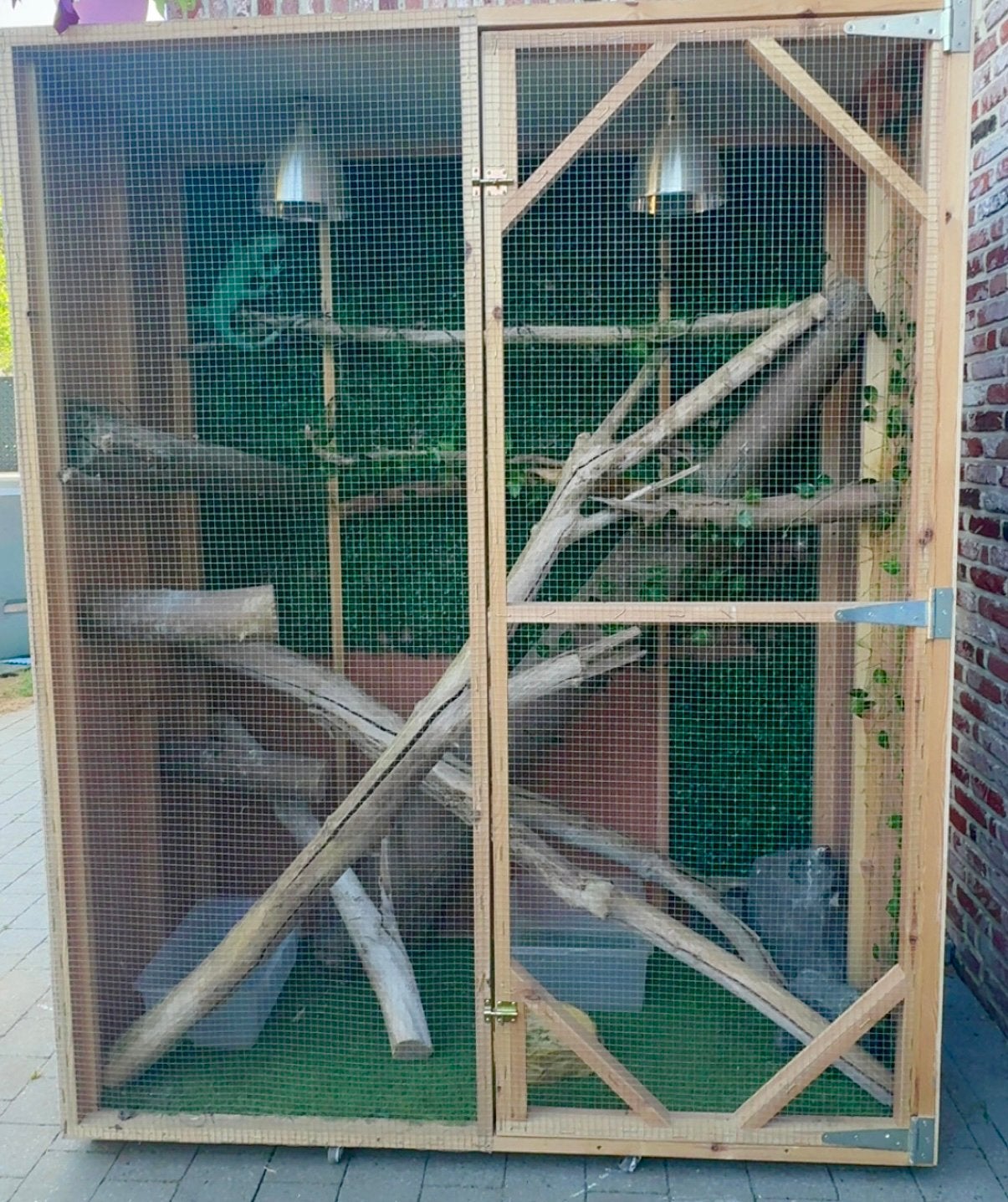 Groene leguaan, Hagedis, Met terrarium, 0 tot 2 jaar
