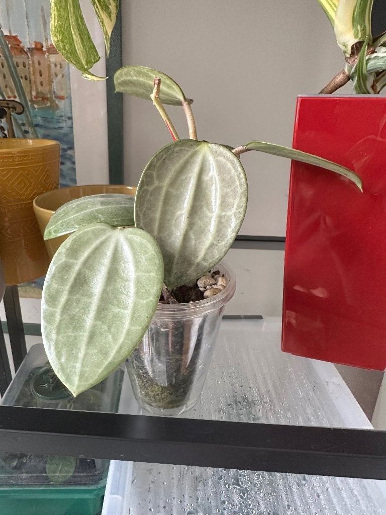 Plant, Overige soorten, Minder dan 100 cm, Bloeiende kamerplant, Halfschaduw