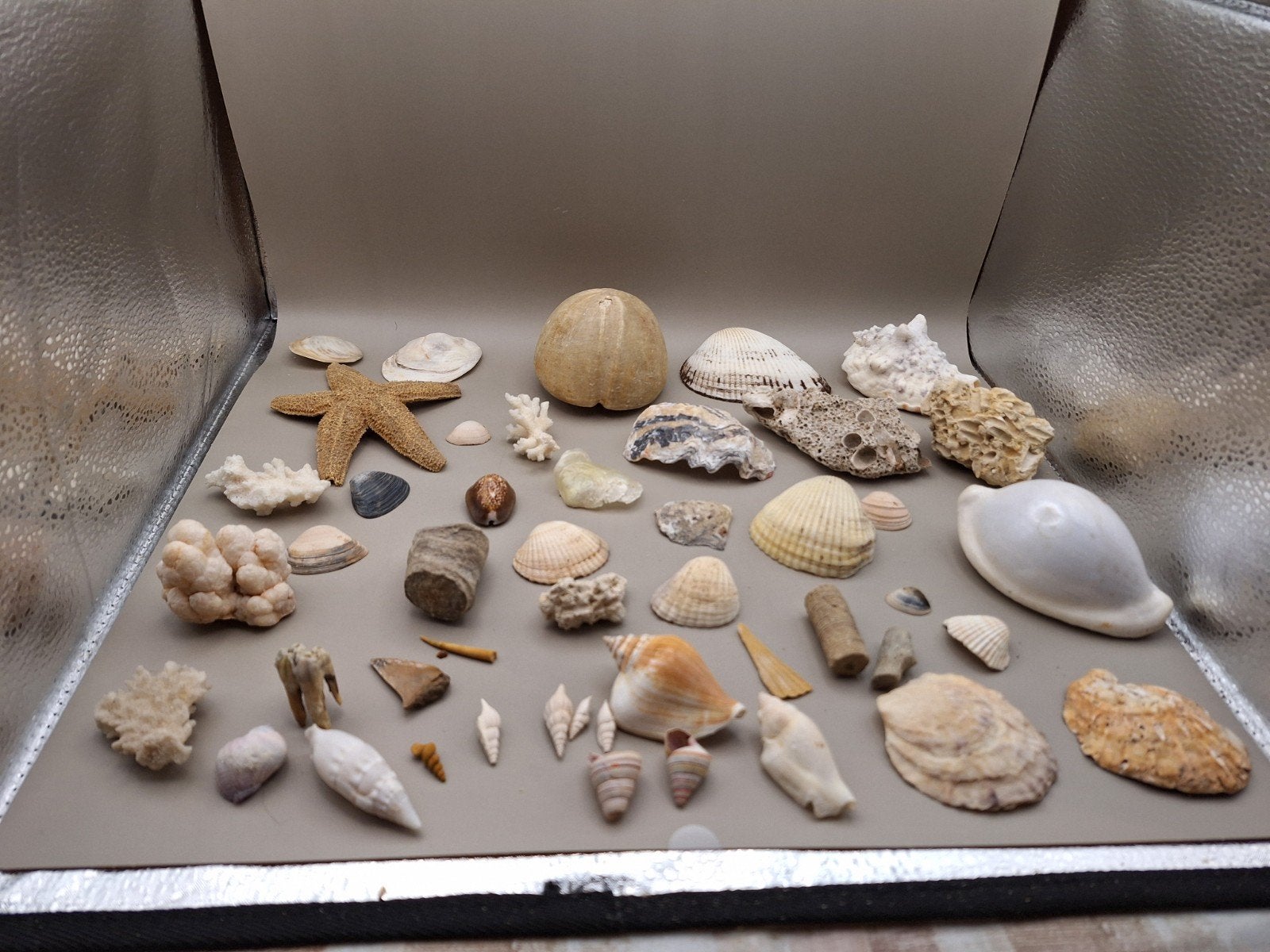 Diverse schelpen, koralen en zeester collectie -11, Ophalen of Verzenden, Schelp(en)