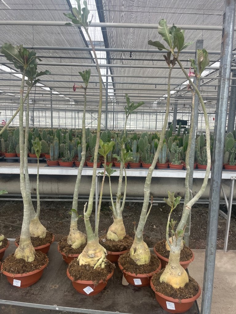 Caudex Adenium Obesum potmaat 23cm, 100 tot 150 cm, Overige soorten, Ophalen of Verzenden, In pot
