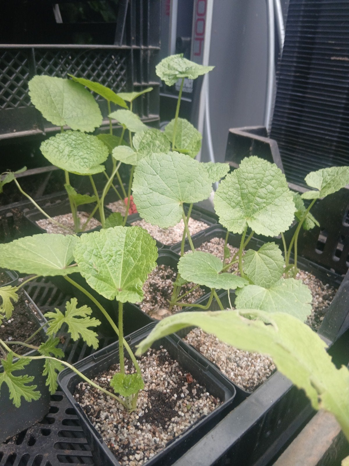 Stokroos planten t koop, Ophalen, Eenjarig, Overige soorten, Volle zon