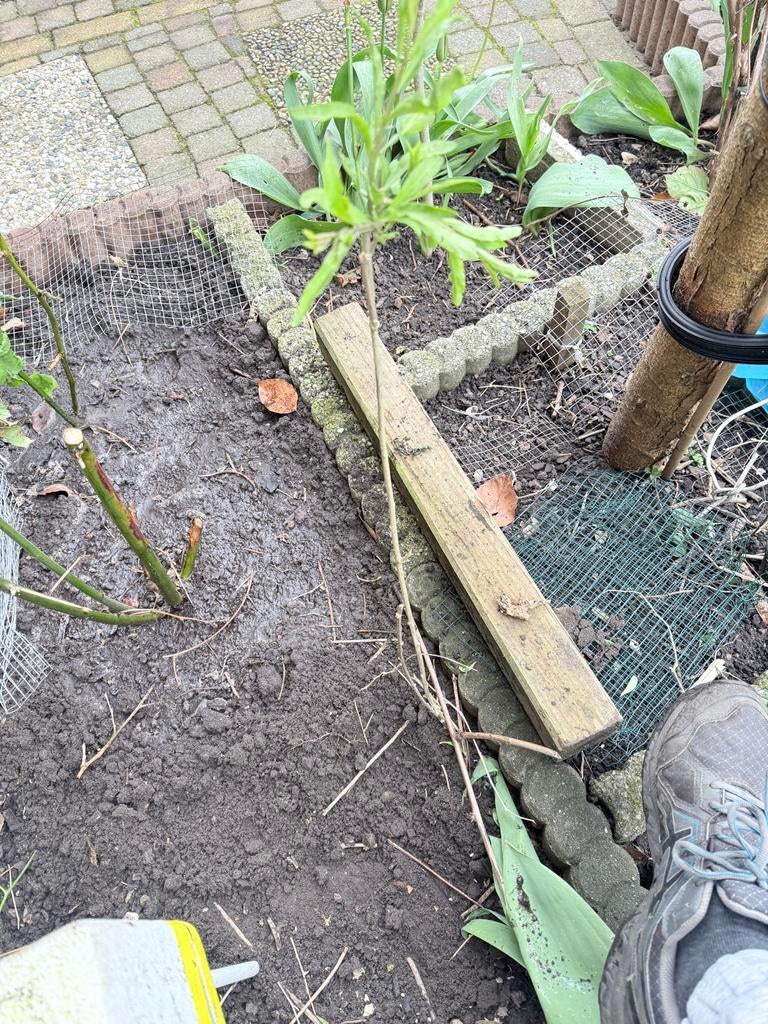 Koji bessen plantjes, Ophalen, Volle zon, Vaste plant, Zomer