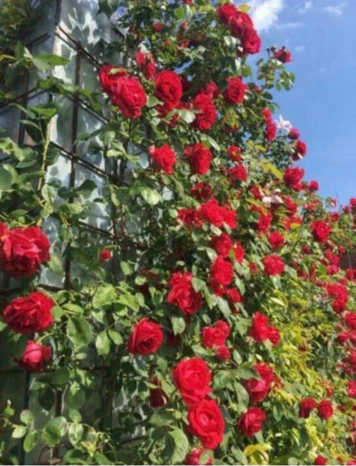 BIO Luxe geurende rozen in de potten diverse maten, Ophalen of Verzenden, Overige soorten, Struik, Minder dan 100 cm