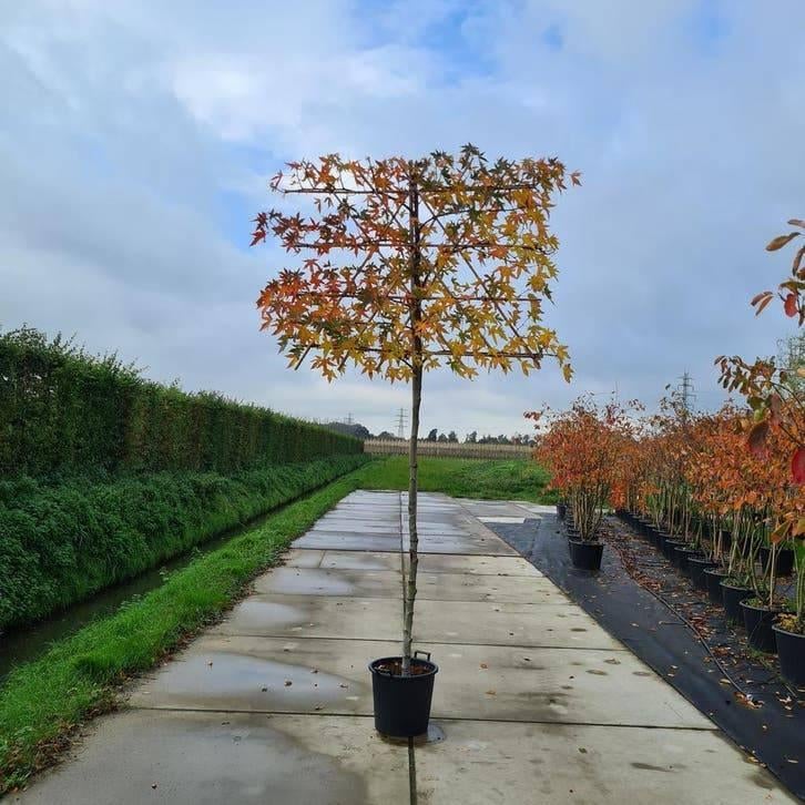 Lei Amberboom | Liquidambar Leiboom van BetuweBomen, Tuin en Terras, Planten | Bomen, In pot, Leiboom, Halfschaduw, Ophalen of Verzenden