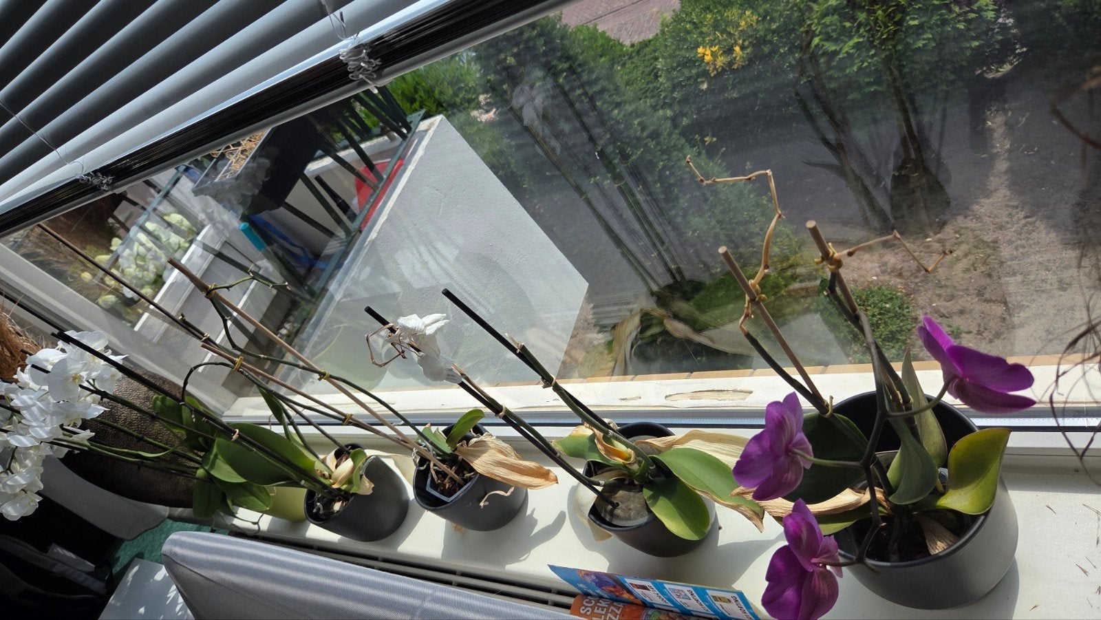 5 stuks Orchideeën - Diverse kleuren, Ophalen, Overige soorten, Halfschaduw, In pot