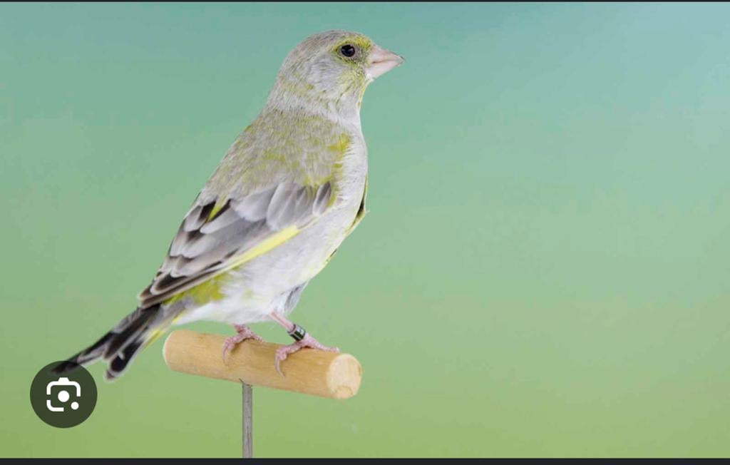 Koppel agaat groenlingen, Dieren en Toebehoren, Vogels | Overige Vogels
