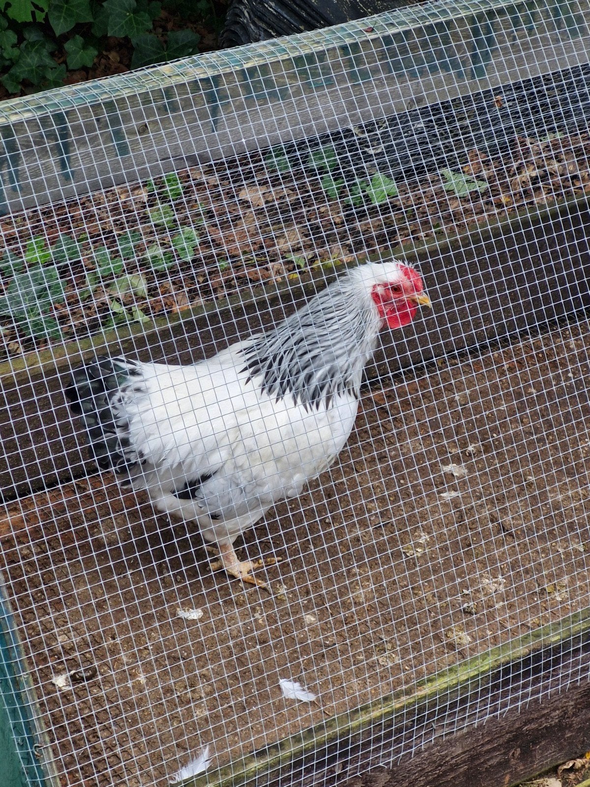wyandotte haan columbia, Dieren en Toebehoren, Mannelijk, Kip