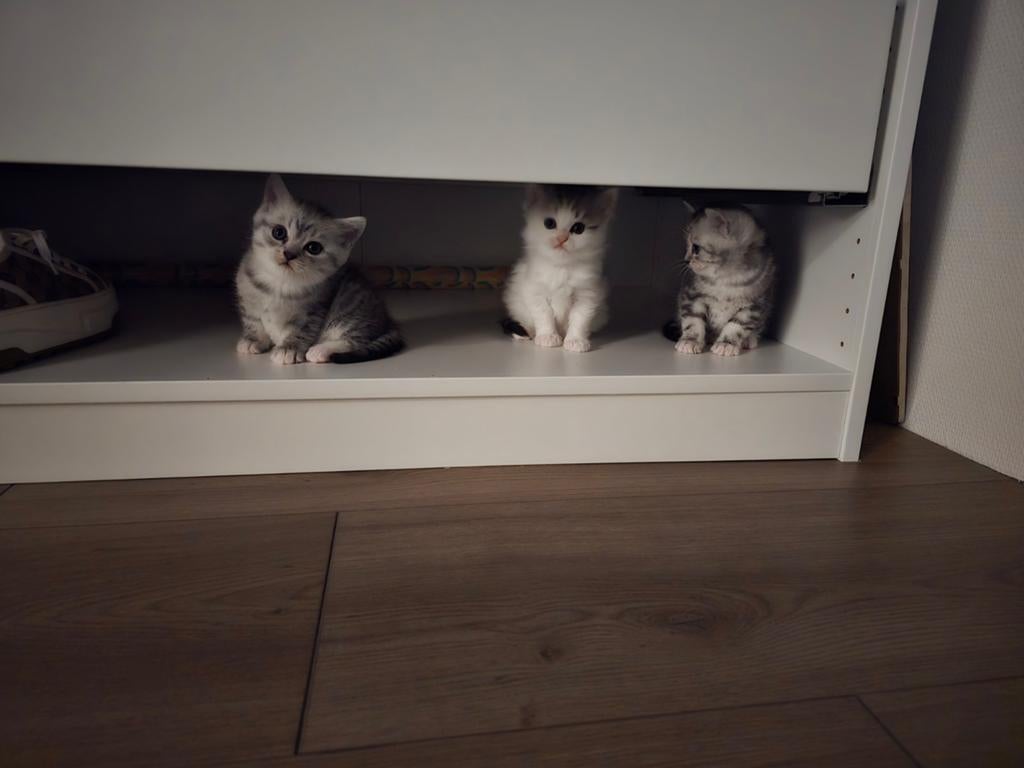 Briste korthaar/Maine Coon kittens, Dieren en Toebehoren, Katten en Kittens | Raskatten | Korthaar, Meerdere dieren