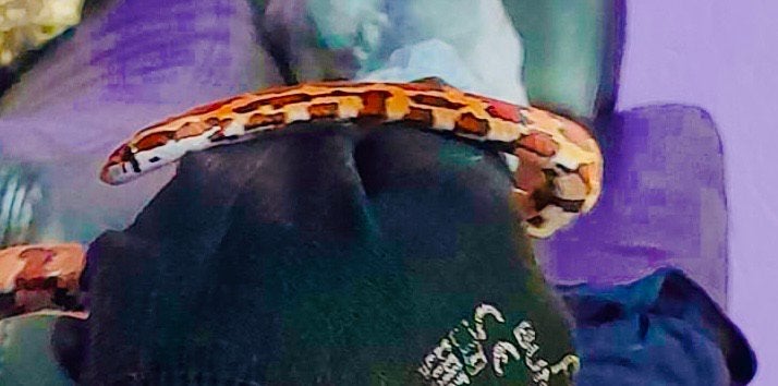 Korenslang 9 maanden oud mooie kleuren Corn Snake photo 5