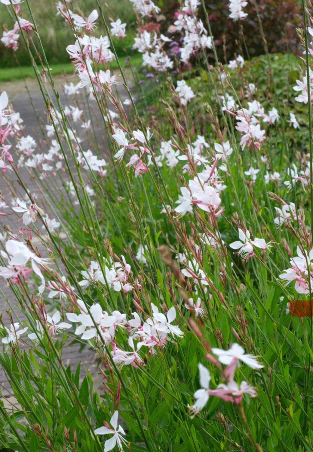 Gaura (prachtkaars), Tuin en Terras, Ophalen, Overige soorten, Volle zon