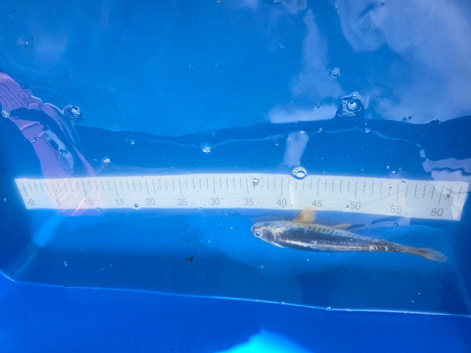 leuke koi karpers, Karper of Koi