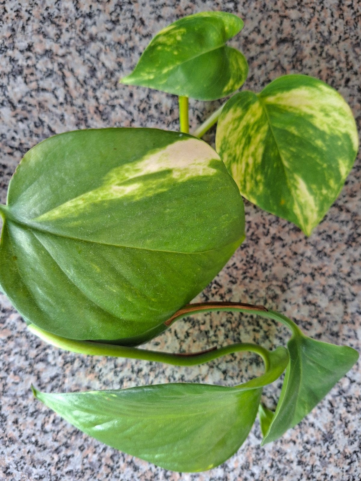 Epipremnum Aureum "Golden" stek, Huis en Inrichting, Kamerplanten, Ophalen, Halfschaduw, Minder dan 100 cm