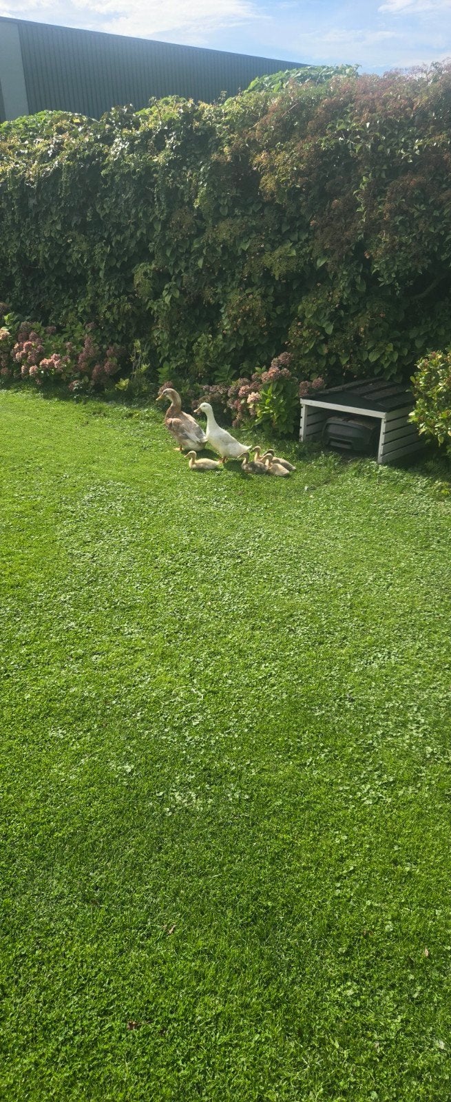 loopeendjes, Meerdere dieren, Eend