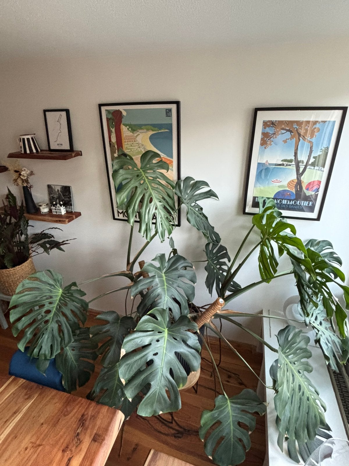 Grote monstera + bloempot, Huis en Inrichting, Kamerplanten, Ophalen, 100 tot 150 cm, Overige soorten, Halfschaduw