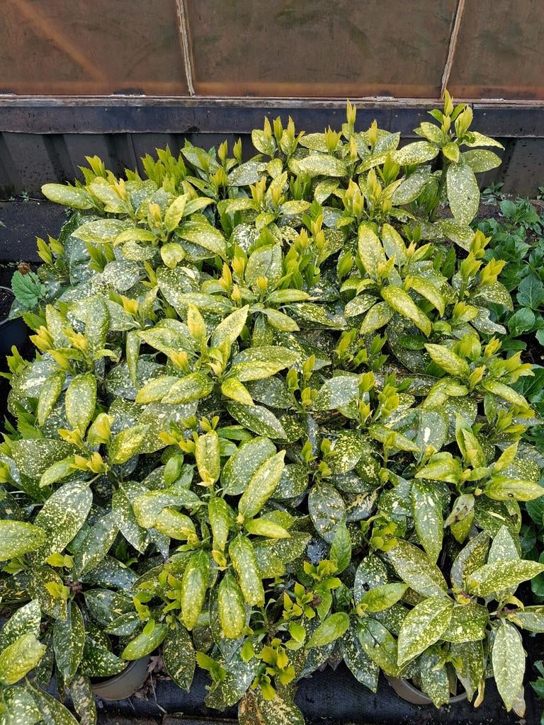 Aucuba Broodboompje, Tuin en Terras, Ophalen, Overige soorten, Minder dan 100 cm