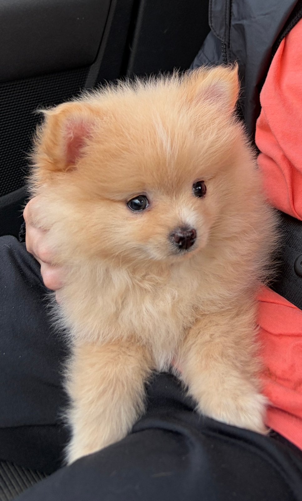 Pomeriaan x pup. Witte kuif. Oranje/ abrikozen kleur vacht!, Parvo, Keeshond, Reu, 8 tot 15 weken