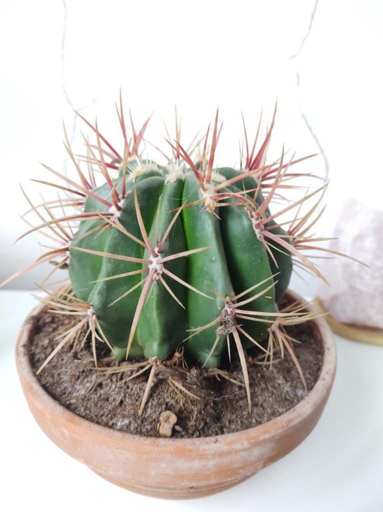 Cactus / ferocactus in a clay pot, Ophalen, Minder dan 100 cm, In pot, Cactus