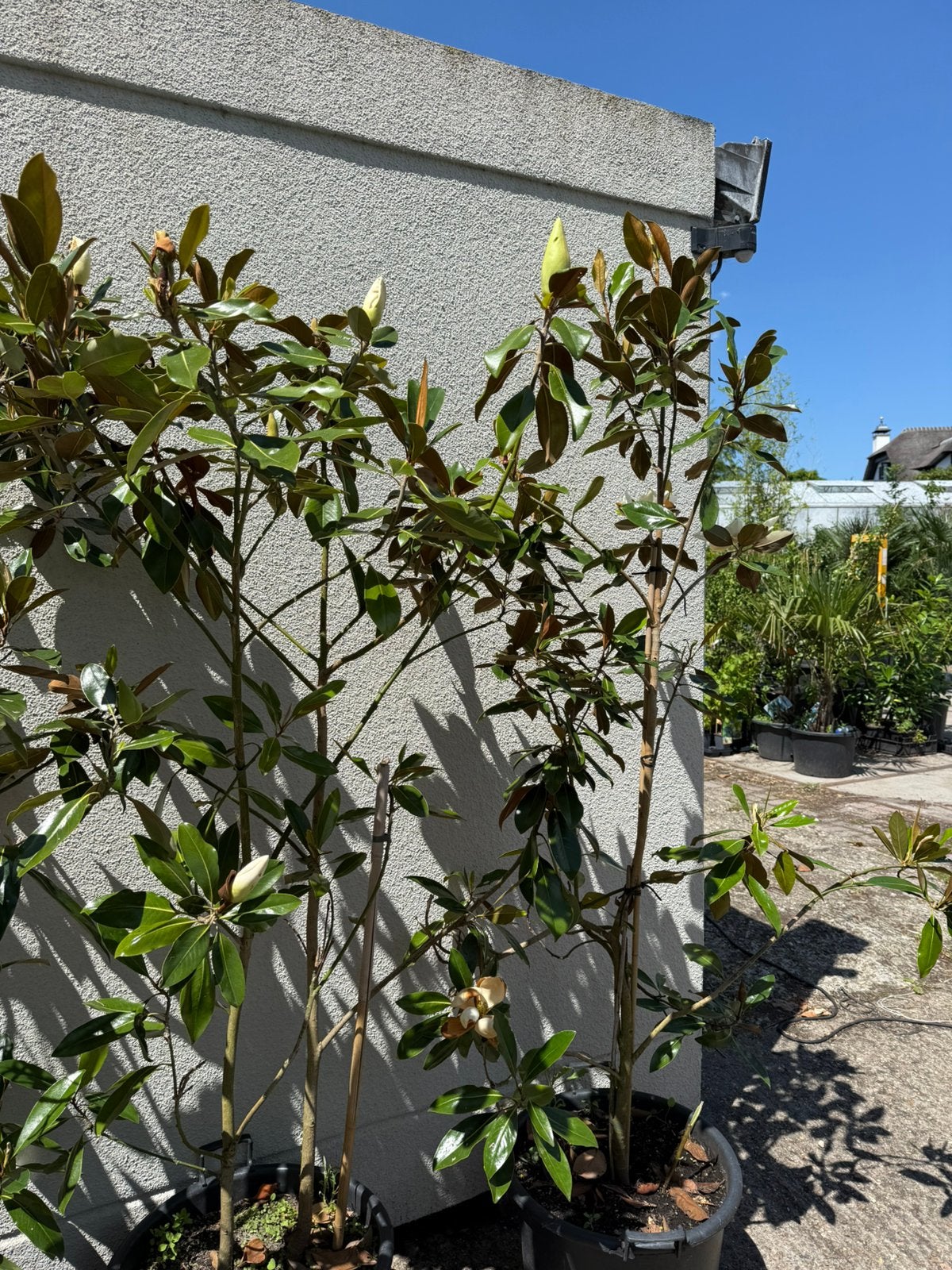 Magnolia grandi flira litle jenn grote struik  nu 39,95, Ophalen, Overige soorten, Struik, 100 tot 250 cm